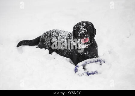 Portrait der netten lustigen schwarzen Labrador Hund glücklich Spielen im Freien in Weiß frischen Schnee auf frostigen Wintertag. Stockfoto