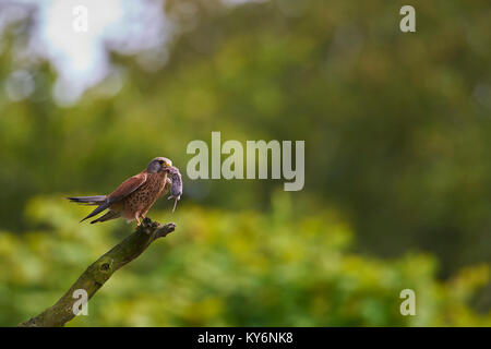 Erwachsene männliche Turmfalke Falco tinnunculus, mit Vole oder Maus, West Lothian, Schottland, Großbritannien Stockfoto