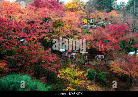 Bunte Blatt Farben Ahornbaum in Japan reisen Herbst Saison im Tofukuji Tempel Kyoto Präfektur. Stockfoto