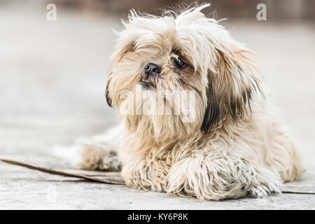 Shih Tzu, auch als die Chrysantheme Hund bekannt, ist ein Spielzeug Hund Rasse sitzen auf dem Boden Stockfoto