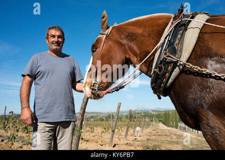 Tierischer Zugkraft in die Weinberge. Die Weinberge von Raventos Weingut Industrie. Sant Sadurni D'Anoia, San Sadurni de Noya. Weingut Gebäude. Katalonien Spanien. Stockfoto