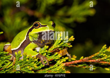 Pine Barrens Laubfrosch (Hyla andersonii) Stockfoto