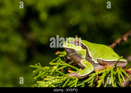 Pine Barrens Laubfrosch (Hyla andersonii) Stockfoto