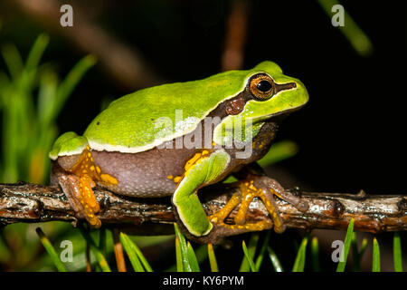 Pine Barrens Laubfrosch (Hyla andersonii) Stockfoto