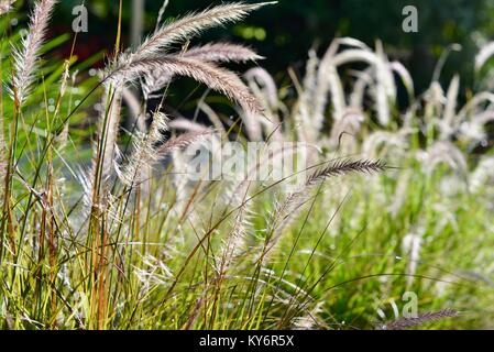 Hintergrundbeleuchtung Blüte ornamental Gras, Brunnen Gras, Pennisetum setaceumin, in einem Vorort Garten, Sunshine Coast, Queensland, Australien Stockfoto