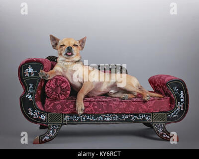 Cute Chihuahua auf eine kleine Couch mit seiner Zunge heraus und schloss seine Augen ein Nickerchen Stockfoto