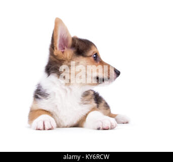 Cute corgi studio Schuß auf einen isolierten weißen Hintergrund Stockfoto