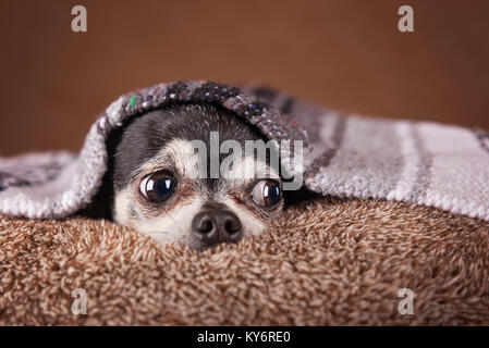 Cute apple Kopf Chihuahua auf einer weichen braunen pet-Bett in einer häuslichen Umgebung Stockfoto