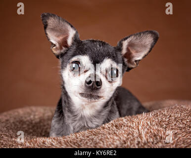 Cute apple Kopf Chihuahua auf einer weichen braunen pet-Bett in einer häuslichen Umgebung Stockfoto