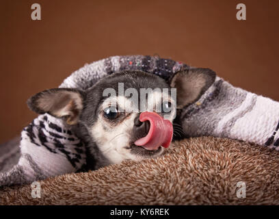 Cute apple Kopf Chihuahua auf einer weichen braunen pet-Bett in einer häuslichen Umgebung Stockfoto