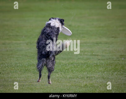 Ein Hund spielen holen in einem öffentlichen Park Stockfoto