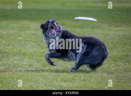 Ein Hund spielen holen in einem öffentlichen Park Stockfoto