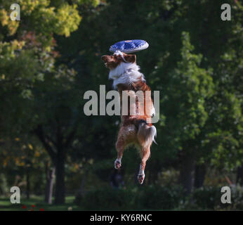 Ein Hund spielen holen in einem öffentlichen Park Stockfoto