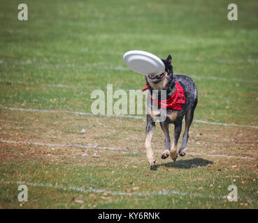 Ein Hund spielen holen in einem öffentlichen Park Stockfoto