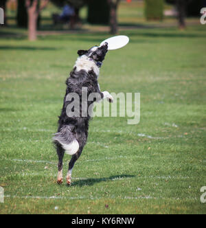 Ein Hund spielen holen in einem öffentlichen Park Stockfoto