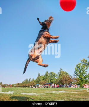 Ein Hund spielen holen in einem öffentlichen Park Stockfoto