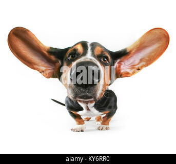 Basset Hound mit seinen Ohren nach oben fliegen in einem Super wide angle Studio shot in einer isolierten weißen Hintergrund Stockfoto