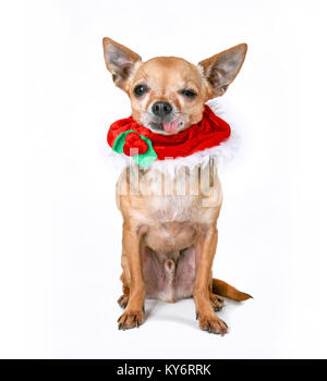 Cute chihuahua Tragen eines Weihnachten Kranz mit Holly und roten Beeren und seine Zunge heraus Stockfoto