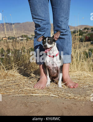 Cute chihuahua Ratte Terrier mix sitzend mit Seiner barfuß Eigentümer auf einem unbefestigten Pfad über eine Stadt an einem heißen Sommertag Stockfoto