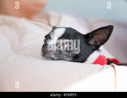 Cute Chihuahua in den Armen ihrer Besitzer gehalten, während sie in die Kamera schaut Stockfoto