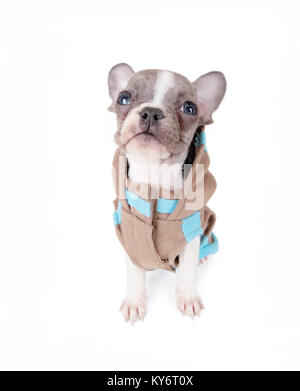 Foto von einem niedlichen Französisch Bulldog Welpen in einem Hoodie Jacke studio Schuß auf einen isolierten weißen Hintergrund Stockfoto