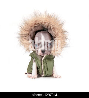 Foto von einem niedlichen Französisch Bulldog Welpen in einem Hoodie Jacke studio Schuß auf einen isolierten weißen Hintergrund Stockfoto