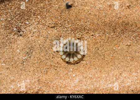 Quallen im Meer auf den Sand. Makro Stockfoto