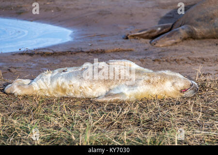 Kegelrobbe Halichoerus grypus Pup, Donna Nook National Nature Reserve, Lincolnshire, England, Großbritannien Stockfoto