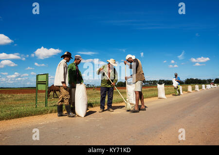 Cienfuegos, Kuba - Dezember 7, 2017: die Bauern den Reis sammeln, nach Trocknung auf dem Asphalt Stockfoto