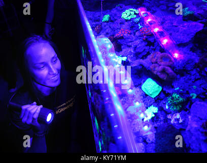 Bild zeigt: Wissenschaftler an der "Glow in the Dark' Coral an der Königlichen Gesellschaft Sommer Ausstellung suchen. Pic von Gavin Rodgers/Pixel 8000 Ltd. Stockfoto