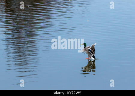 Eine Stockente (Anas plathyrhynchos) Landung auf dem Wasser bei Aiguamolls de l'Empordà Naturpark (Girona, Katalonien) Stockfoto