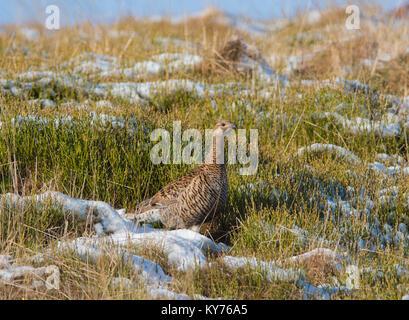 Weibliche Birkhuhn Lyrurus tetrix auf dem Hochland von der North Yorkshire pennines an einem verschneiten Moor. Stockfoto