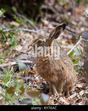 Braun/Europan Hase Lepus europaeus in einem nördlichen Eiche Wäldern im Peak District. Stockfoto