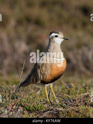 Eurasian Dotterel/Northern Plover Charadrius morinellus auf einer nördlichen Moor im Frühling. Stockfoto