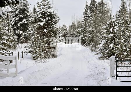 Land straße im Winter in den Wald. Januar 12, 2018 um 3:30 Uhr. Stockfoto