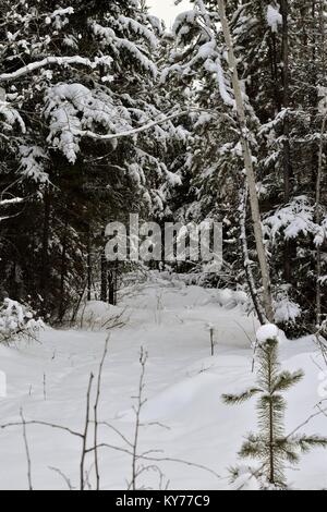 Winter Wonderland nach einem verschneiten Weg. Am 12 Januar, 2018 um 3:40 Uhr. Stockfoto