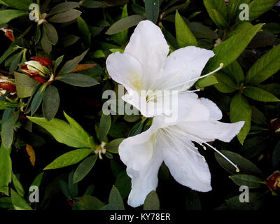 Rhododendron mucronatum Stockfoto