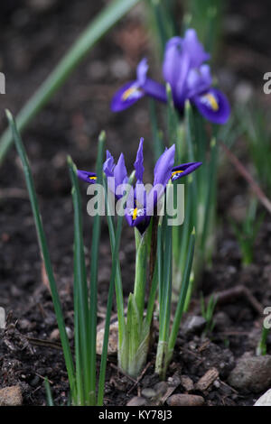 Iris mit Holzstrahlen netzartiges Muster bildend (reticulate). Blüte blau mini Iris im Frühjahr. Iris reticulata 'Rhapsody' und 'Harmonie'. Floralen Muster. Blumen Hintergrund Grußkarten Stockfoto