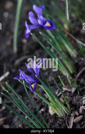 Iris mit Holzstrahlen netzartiges Muster bildend (reticulate). Blüte blau mini Iris im Frühjahr. Iris reticulata 'Rhapsody' und 'Harmonie'. Floralen Muster. Blumen Hintergrund Grußkarten Stockfoto