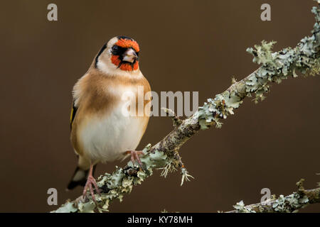 Ein männlicher Stieglitz (Carduelis carduelis) sitzt auf einem Flechten bedeckt. Stockfoto