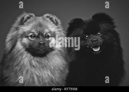 Zwei schöne Spitz hunde auf grauem Hintergrund. glückliche Gesichter. Studio shot auf dunklem Hintergrund. Stockfoto