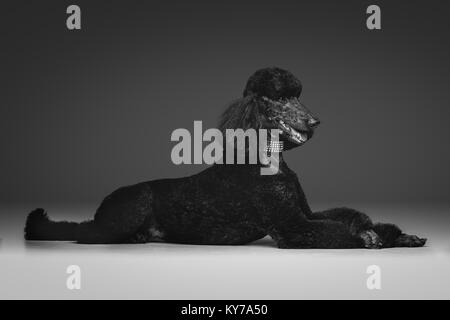 Schöne nach schwarzen Pudel Hund. Studio shot auf grauem Hintergrund. Kopieren Sie Platz. Stockfoto