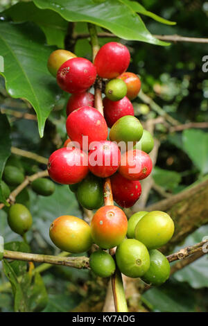 Schließen Sie herauf frische organische roten Kaffeekirschen, rohe Beeren Kaffeebohnen auf Kaffee tree Plantation in Kolumbien Stockfoto