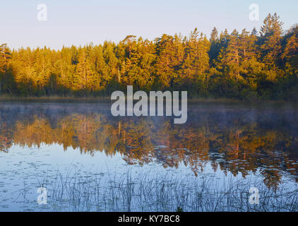 Bäume spiegeln sich in See auf misty Sommermorgen, Ljustero, Stockholm, Schweden, Skandinavien. Stockfoto