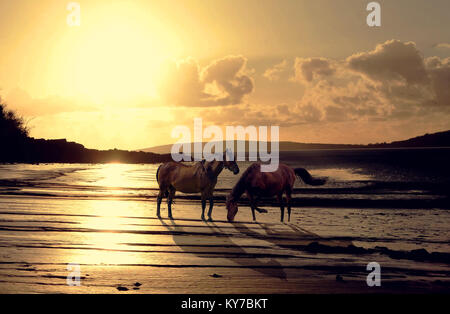 Pferde am Strand - Goldene Stunde Stockfoto