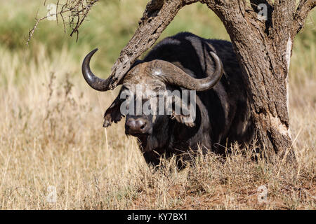 Einsamer reifer Büffel männlichen seinen Rücken mit Ast in der Savanne gras Kratzen, Chill genießen Blick, Oktober 2017, Serengeti National Park, Tanzani Stockfoto