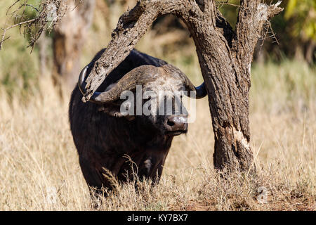 Einsamer reifer Büffel männlichen seinen Rücken mit Ast in der Savanne gras Kratzen, Chill genießen Blick, Oktober 2017, Serengeti National Park, Tanzani Stockfoto