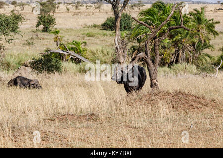 Einsamer reifer Büffel männlichen seinen Rücken mit Ast in der Savanne gras Kratzen, Oktober 2017, Serengeti National Park, Tansania, Afrika Stockfoto