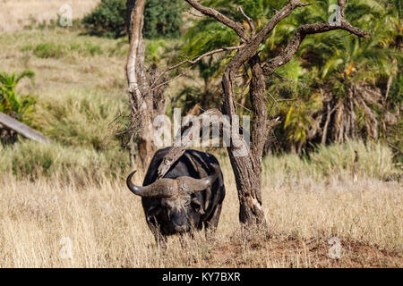 Einsamer reifer Büffel männlichen seinen Rücken mit Ast in der Savanne gras Kratzen, Oktober 2017, Serengeti National Park, Tansania, Afrika Stockfoto