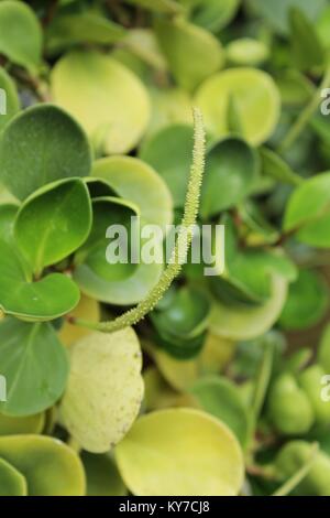 Peperomia obtusifolia Pflanze im Garten im Winter Stockfoto